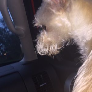 Meet your Posher, Lizzy